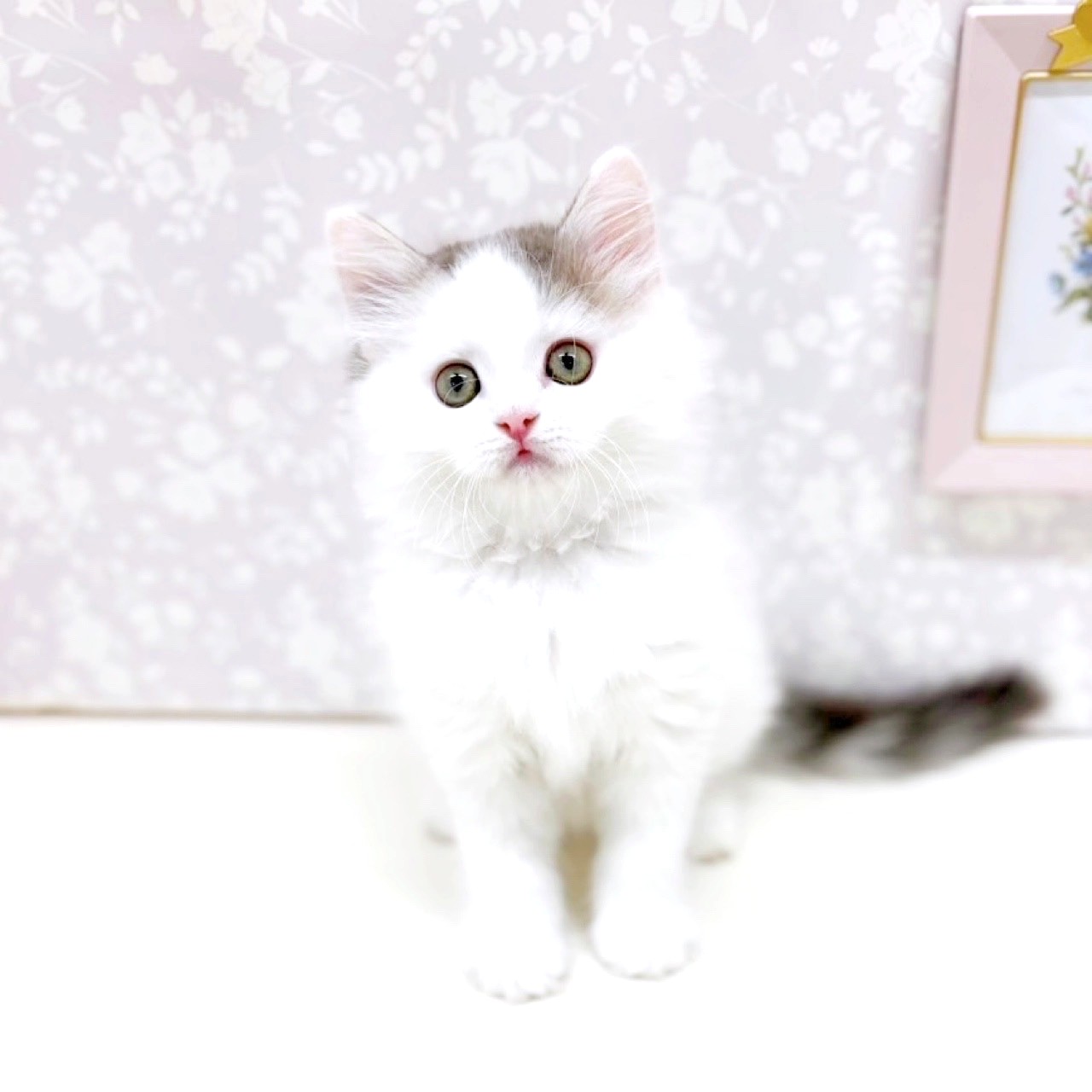 富山県のサイベリアン (犬の家＆猫の里アミーゴ高岡蓮花寺店/2025年5月28日生まれ/男の子/ブルータビーホワイト)の子猫