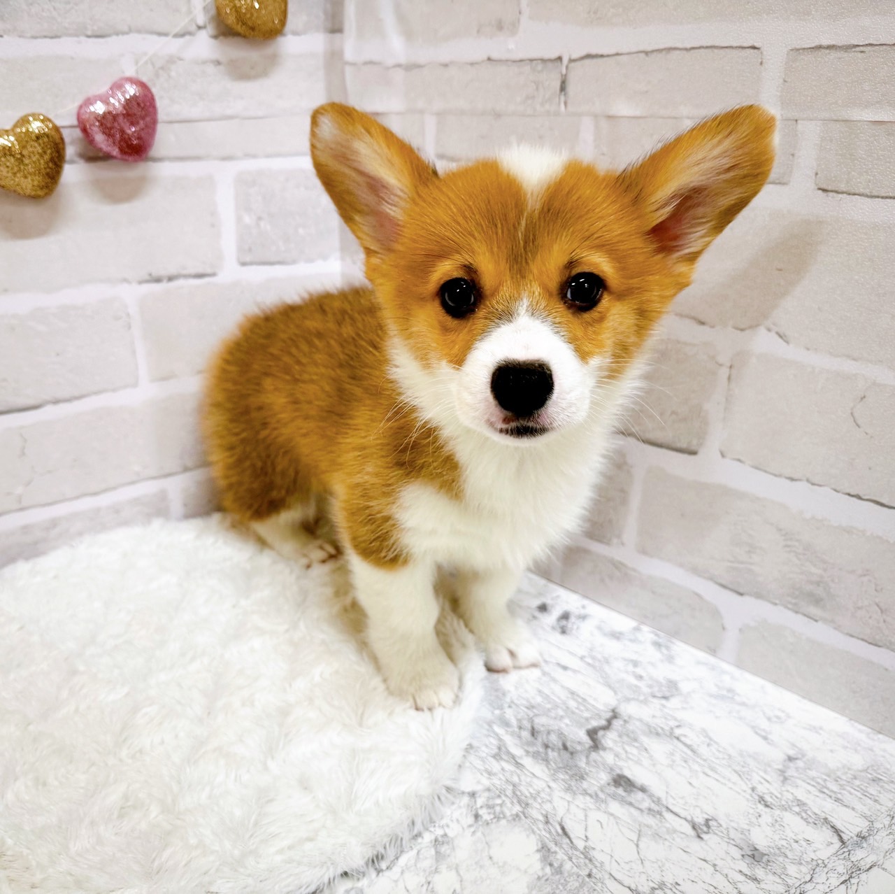 京都府のウェルシュコーギーペンブローク (犬の家＆猫の里京都精華店/2025年5月29日生まれ/男の子/レッドホワイト)の子犬の2枚目の画像