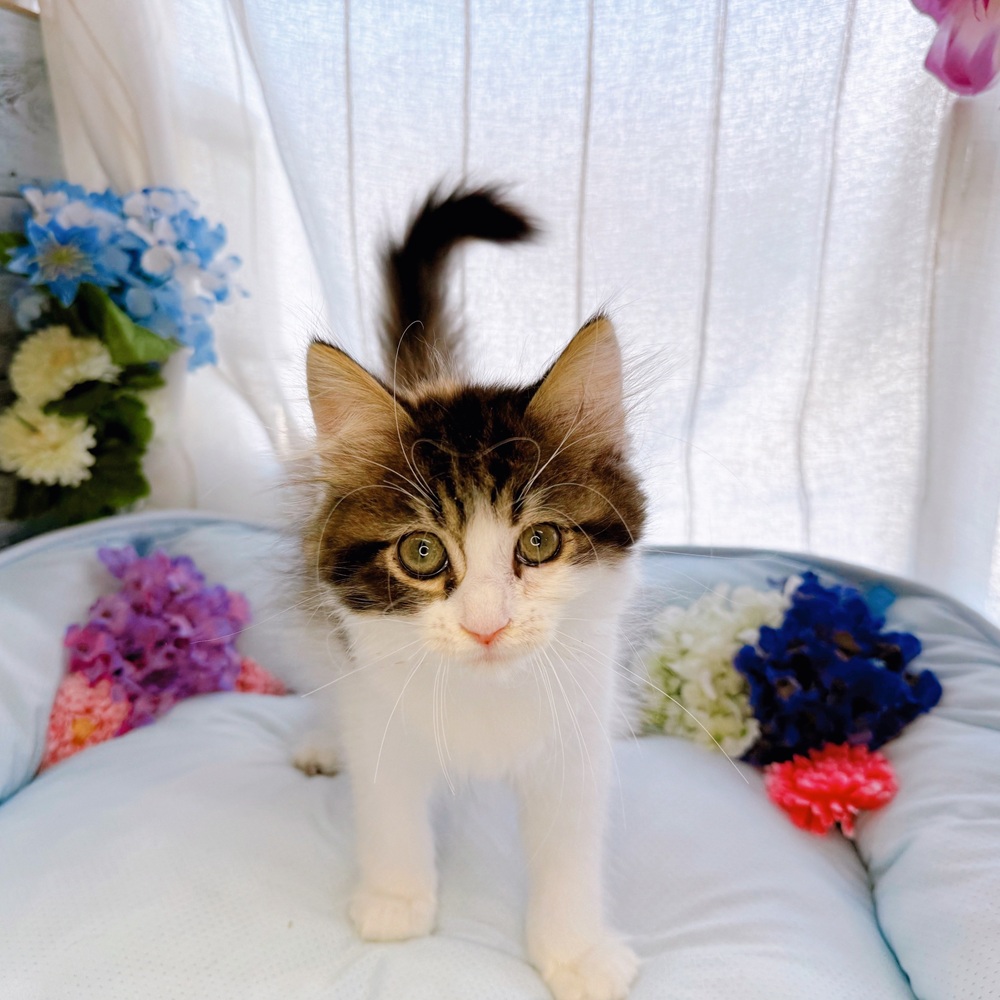 長野県のラガマフィン (犬の家＆猫の里塩尻店/2025年5月28日生まれ/女の子/ブラウンパッチドタビーホワイト)の子猫の2枚目の画像