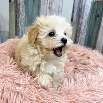 静岡県のマルプー(マルチーズ×プードル) (犬の家＆猫の里マークイズ静岡店/2025年6月1日生まれ/男の子/クリームホワイト)の子犬の2枚目の画像