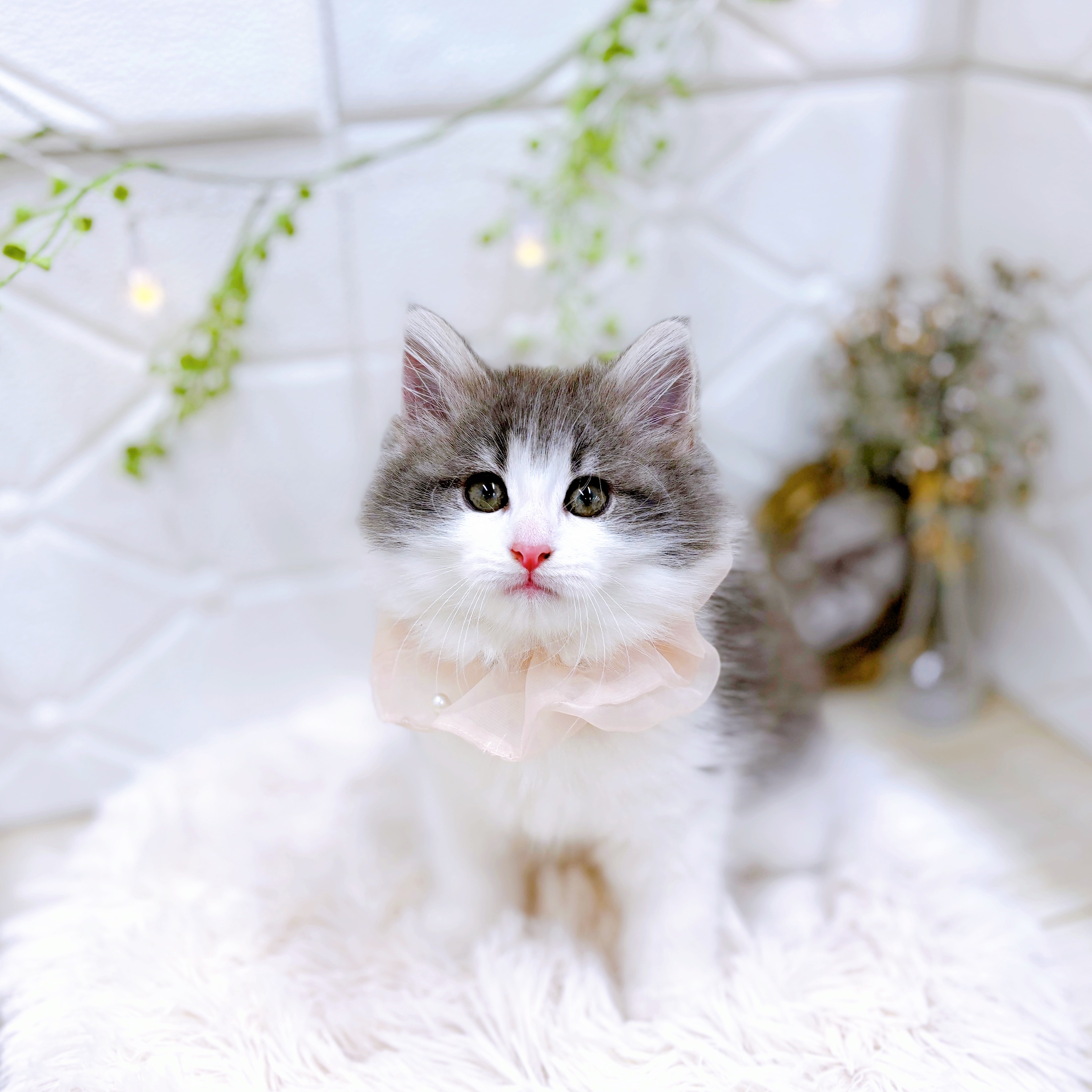 福井県のノルウェージャンフォレストキャット (犬の家＆猫の里アミーゴ福井店/2025年5月31日生まれ/女の子/ブルータビーホワイト)の子猫の1枚目の画像
