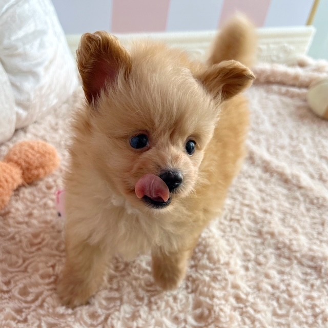 岡山県のポメプー(ポメラニアン×プードル) (犬の家＆猫の里倉敷中庄店/2025年5月30日生まれ/男の子/クリーム)の子犬の2枚目の画像