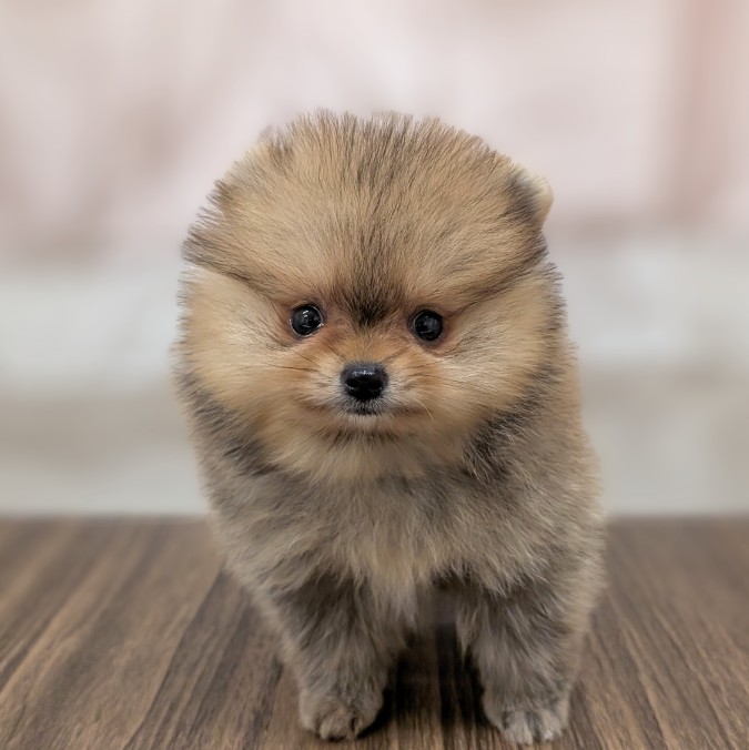 兵庫県のポメラニアン (犬の家＆猫の里カナート西神戸店/2025年5月30日生まれ/女の子/オレンジ)の子犬の1枚目の画像