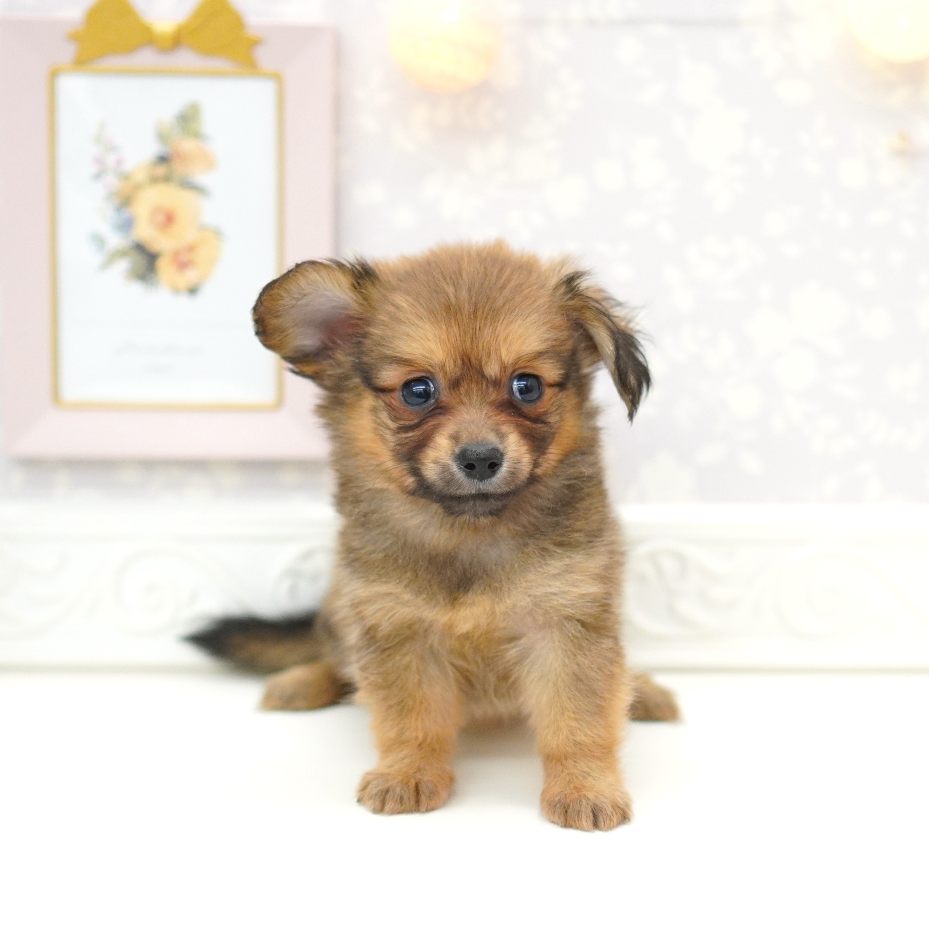 富山県のポメックス(ポメラニアン×ダックス) (犬の家＆猫の里富山店/2025年5月24日生まれ/女の子/フォーン)の子犬