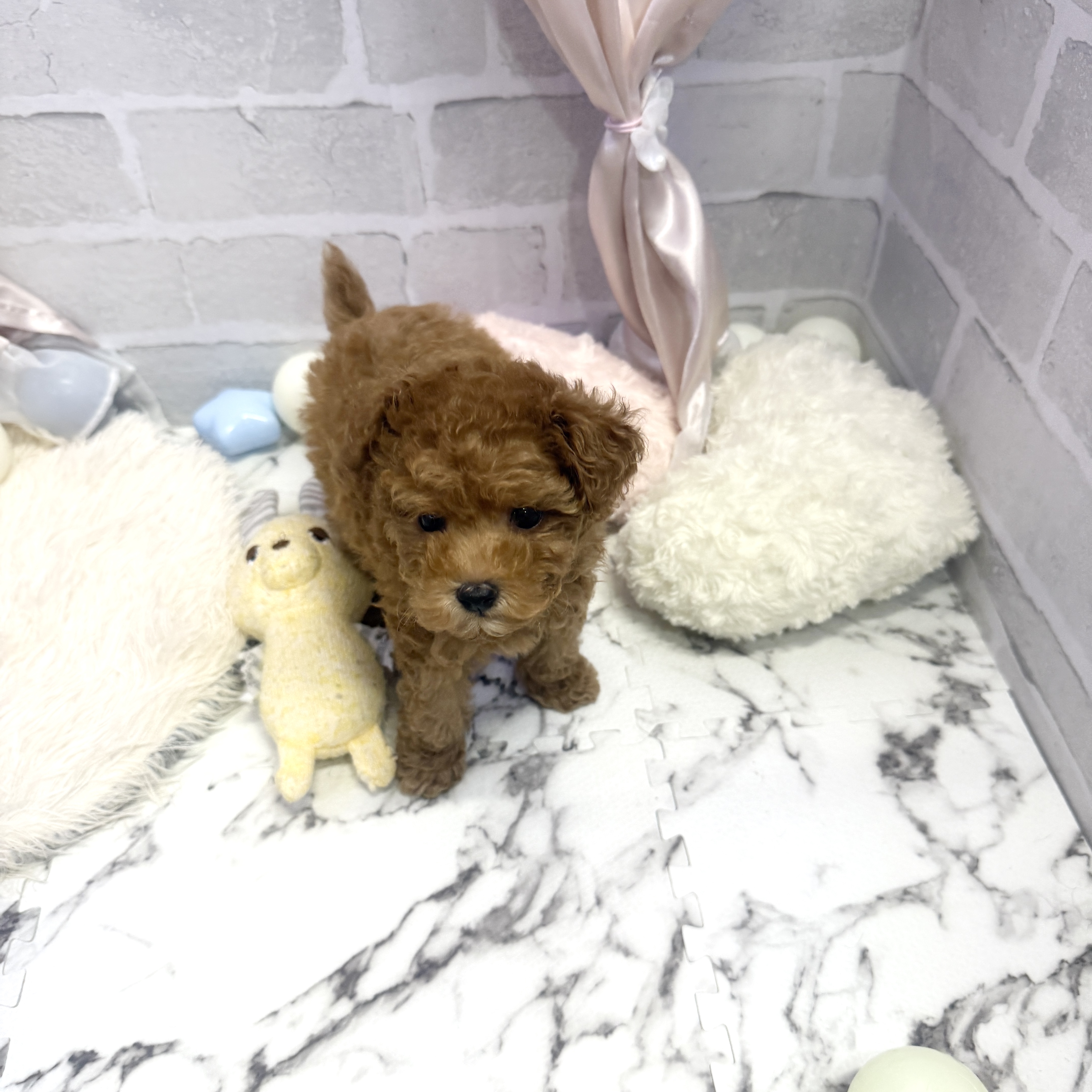 愛知県のトイプードル(トイ) (犬の家＆猫の里岡崎店/2025年5月27日生まれ/女の子/アプリコット)の子犬の2枚目の画像