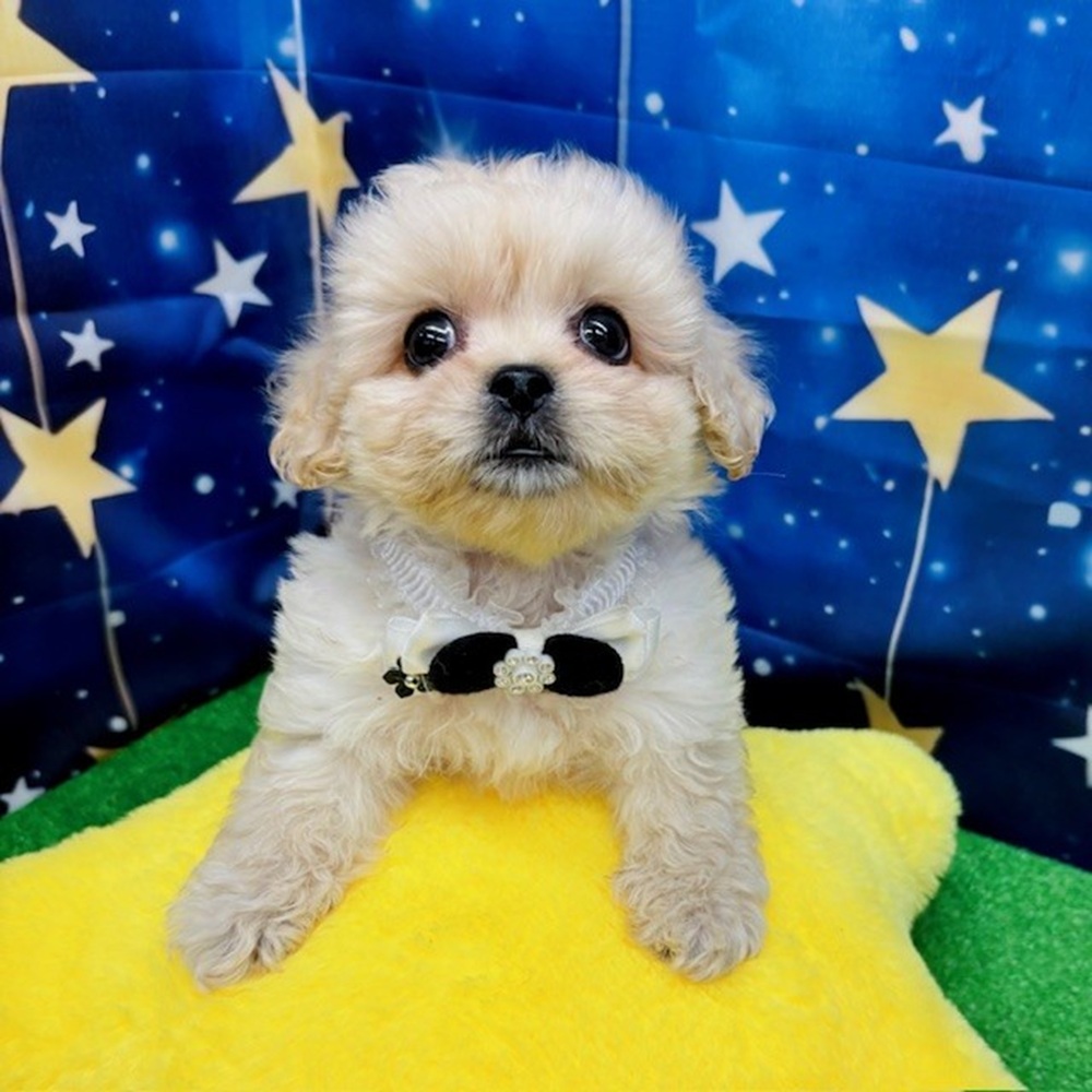 愛知県のペキプー(ペキニーズ×プードル) (犬の家＆猫の里名古屋天白店/2025年6月1日生まれ/男の子/クリーム)の子犬の2枚目の画像