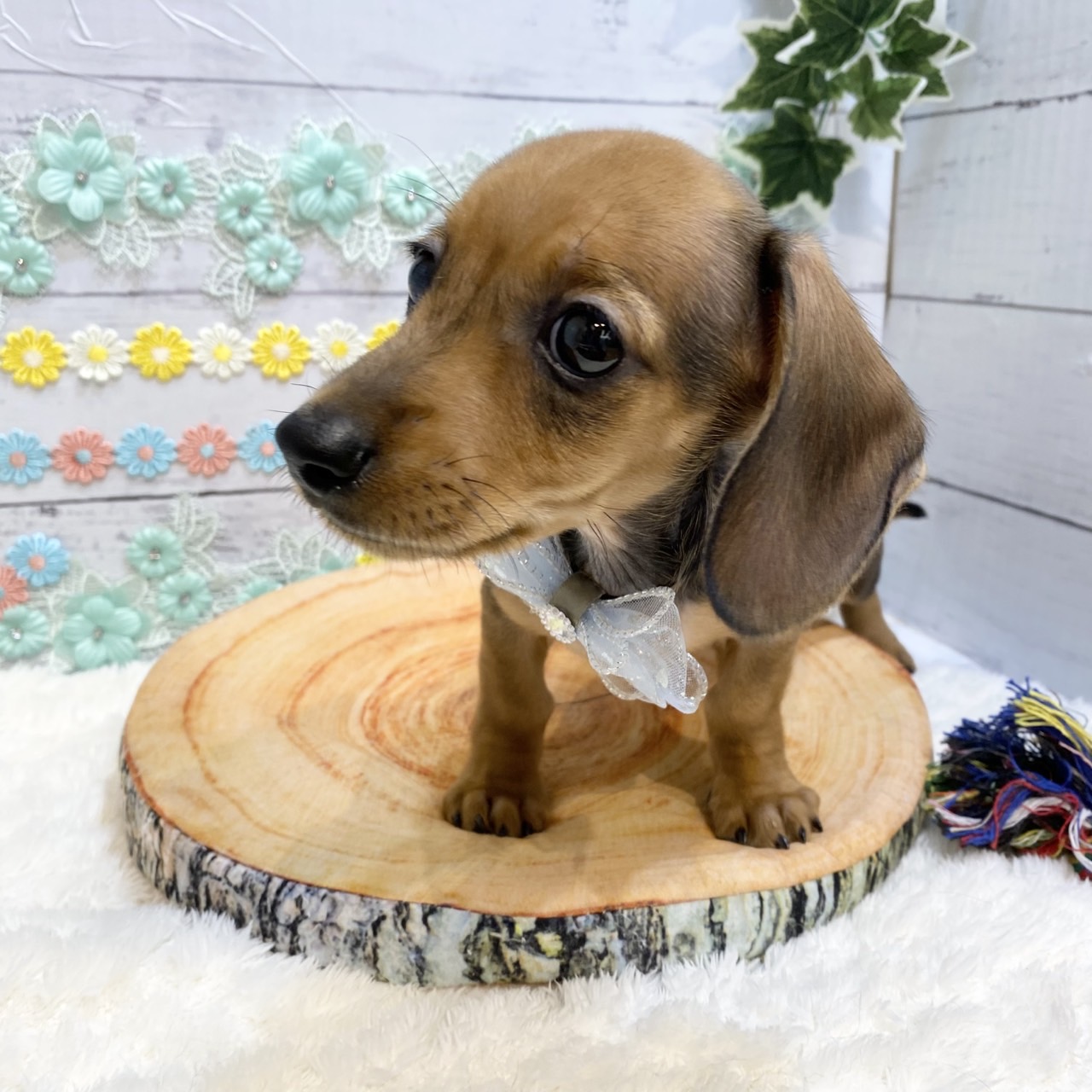 長野県のミニチュアダックスフンド(スムース) (犬の家＆猫の里カインズ梓川店/2025年5月31日生まれ/男の子/シェーデットレッド)の子犬の2枚目の画像