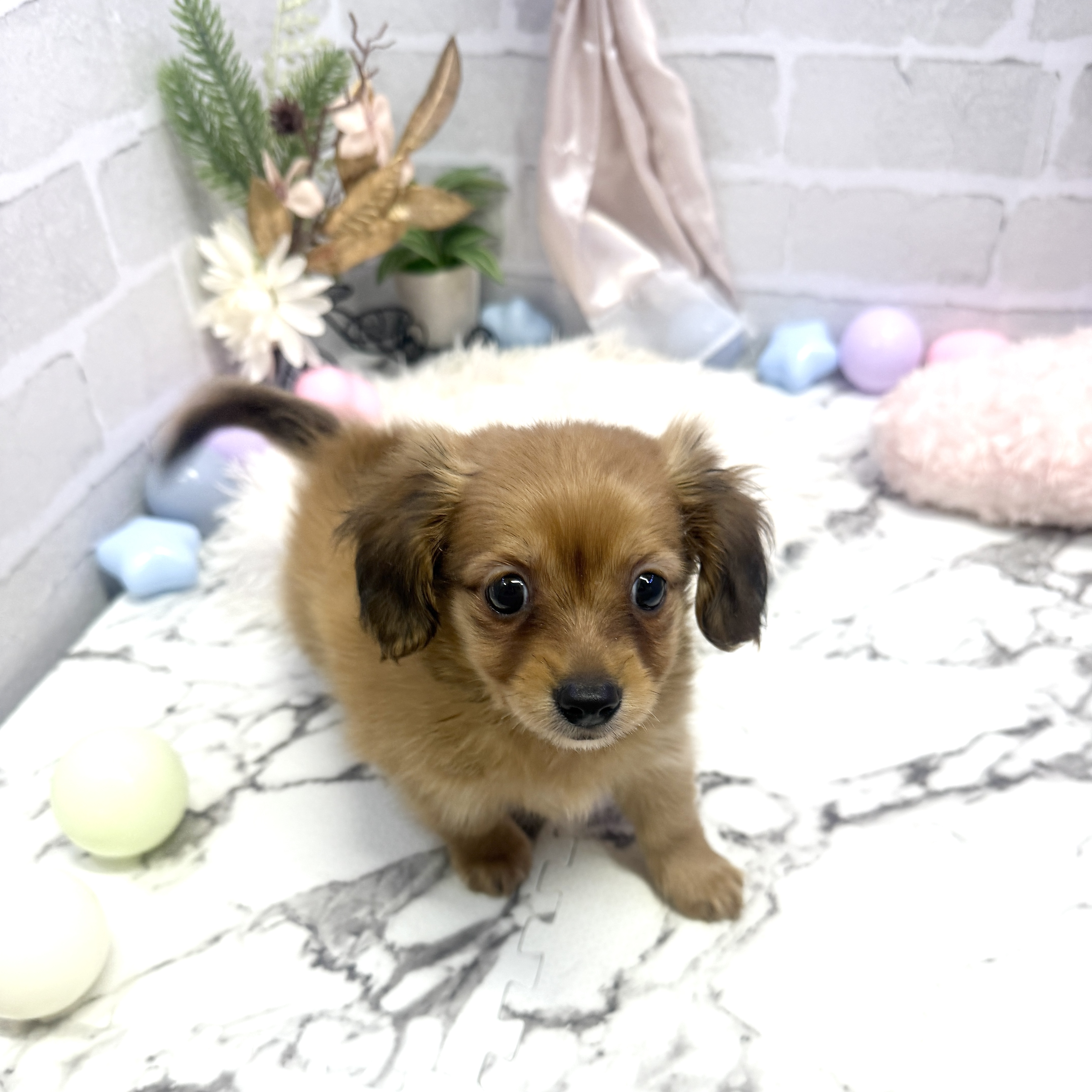 愛知県のチワックス(チワワ×ダックス) (犬の家＆猫の里岡崎店/2025年5月30日生まれ/男の子/レッド)の子犬の1枚目の画像