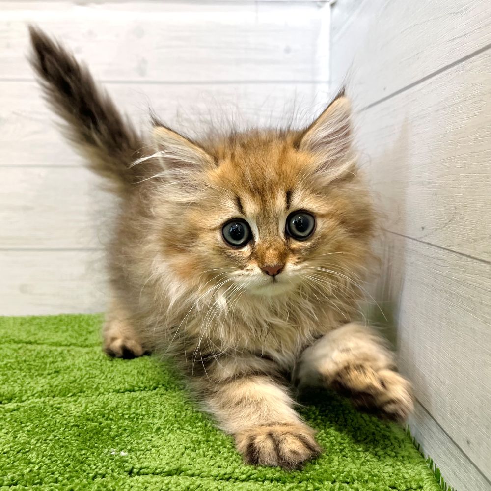 愛知県のペルシャ (犬の家＆猫の里豊田店/2025年5月29日生まれ/男の子/チンチラゴールデン)の子猫の2枚目の画像