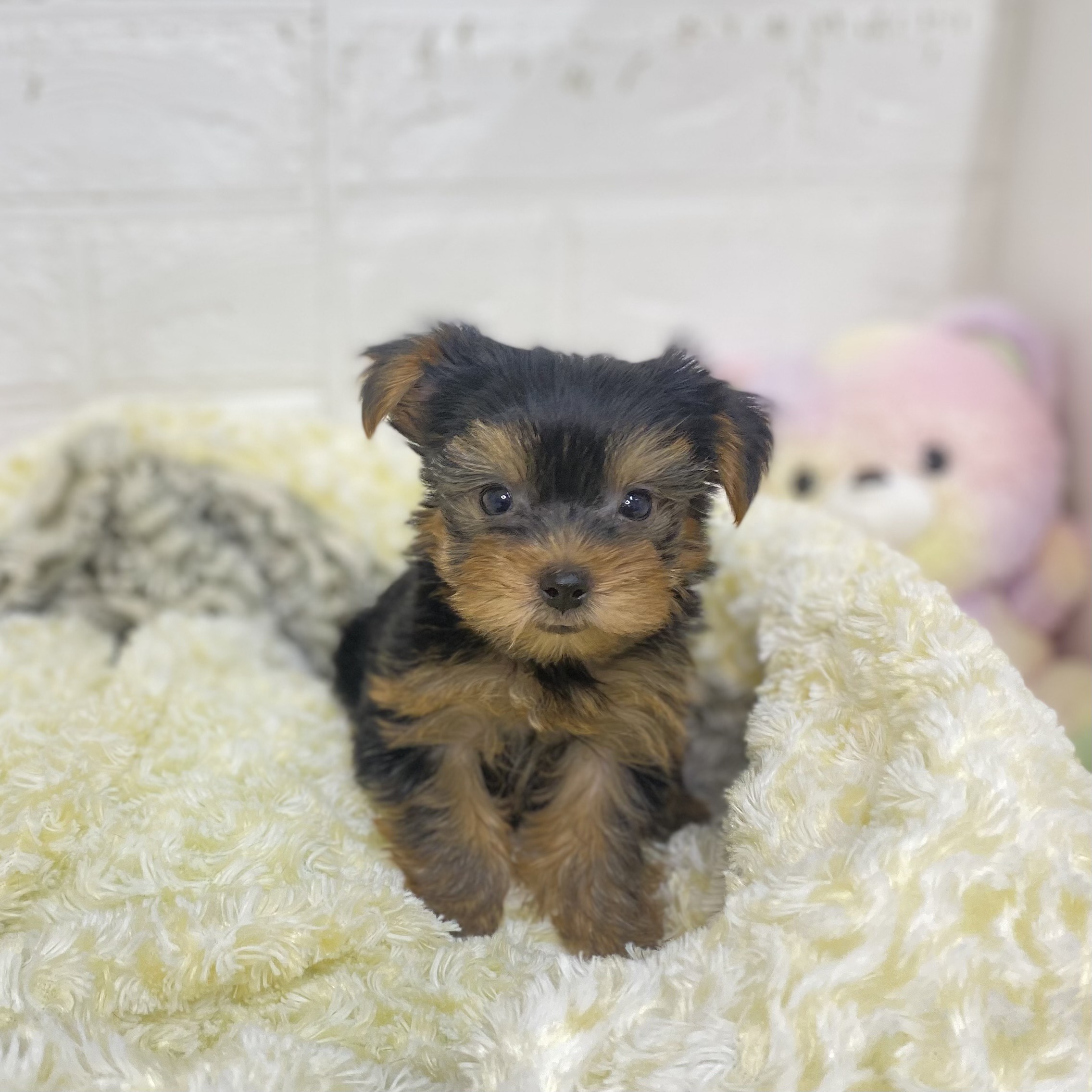 長野県のヨークシャーテリア (犬の家＆猫の里長野店/2025年6月1日生まれ/女の子/スチールブルータン)の子犬の2枚目の画像