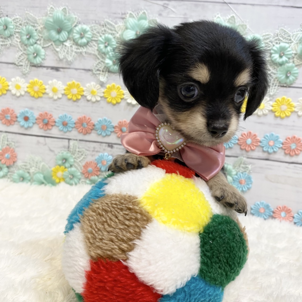 長野県のチワックス(チワワ×ダックス) (犬の家＆猫の里カインズ梓川店/2025年6月3日生まれ/女の子/ブラッククリーム)の子犬の2枚目の画像