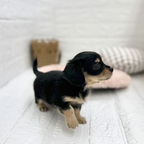 愛知県のチワックス(チワワ×ダックス) (犬の家＆猫の里豊川インター店/2025年6月3日生まれ/女の子/ブラッククリーム)の子犬の2枚目の画像