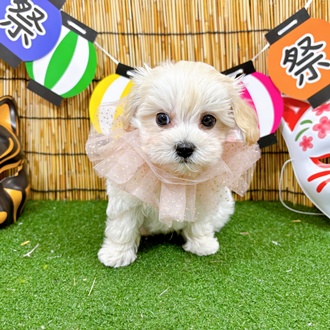 神奈川県のマルプー(マルチーズ×プードル) (犬の家＆猫の里小田原店/2025年6月1日生まれ/男の子/クリーム)の子犬の2枚目の画像