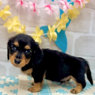 静岡県のミニチュアダックスフンド(ロング) (犬の家＆猫の里プレ葉ウォーク浜北店/2025年5月31日生まれ/男の子/ブラックタン)の子犬の2枚目の画像
