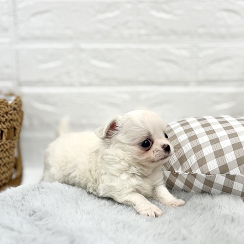 愛知県のチワワ(ロング) (犬の家＆猫の里豊川インター店/2025年6月1日生まれ/男の子/クリーム)の子犬の2枚目の画像