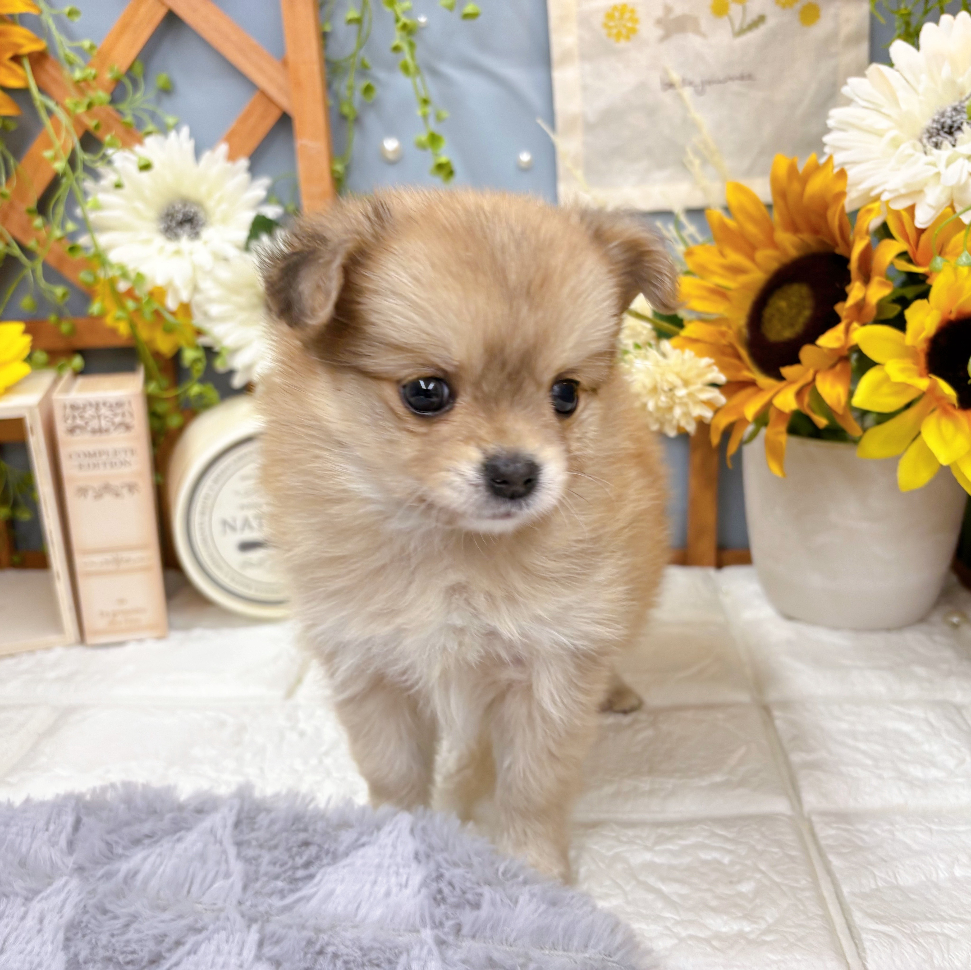 千葉県のポメチワ/チワポメ/ポメチー(ポメラニアン×チワワ) (犬の家＆猫の里ワンズモール稲毛店/2025年6月2日生まれ/女の子/オレンジマール)の子犬の1枚目の画像