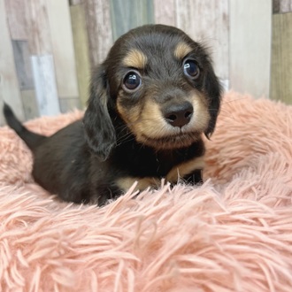 静岡県のミニチュアダックスフンド(ロング) (犬の家＆猫の里マークイズ静岡店/2025年6月3日生まれ/女の子/ブラックイエロー)の子犬の1枚目の画像