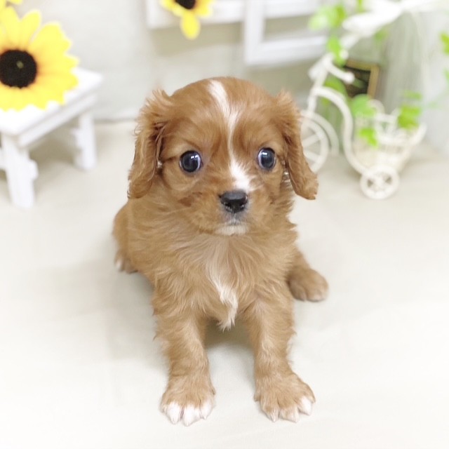 静岡県のキャバリアキングチャールズスパニエル (犬の家＆猫の里藤枝店/2025年6月3日生まれ/男の子/ルビーホワイト)の子犬の1枚目の画像