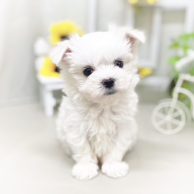 静岡県のマルチーズ (犬の家＆猫の里藤枝店/2025年6月3日生まれ/女の子/ホワイト)の子犬の1枚目の画像