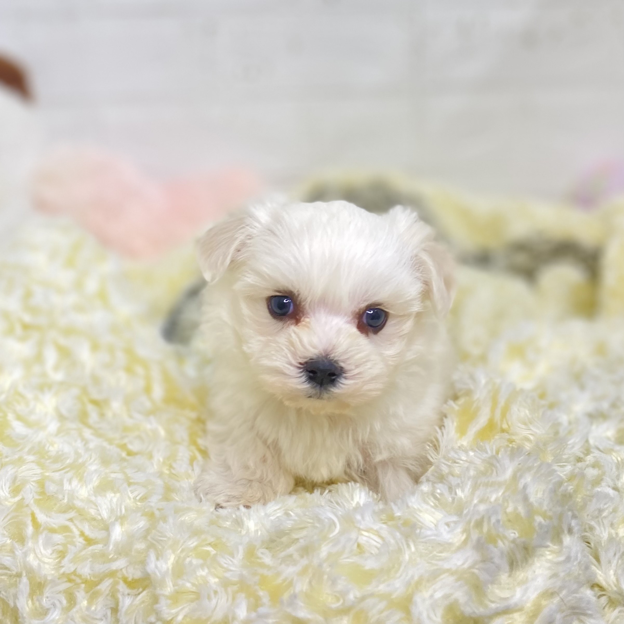 長野県のマルチーズ (犬の家＆猫の里長野店/2025年6月3日生まれ/女の子/ホワイト)の子犬の2枚目の画像