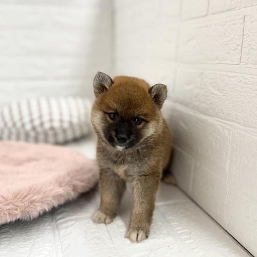 愛知県の柴犬(標準サイズ) (犬の家＆猫の里豊川インター店/2025年6月3日生まれ/女の子/赤)の子犬の2枚目の画像