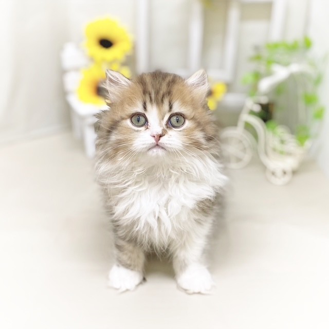 静岡県のミヌエット (犬の家＆猫の里藤枝店/2025年6月2日生まれ/男の子/ブラウンタビーホワイト)の子猫の1枚目の画像