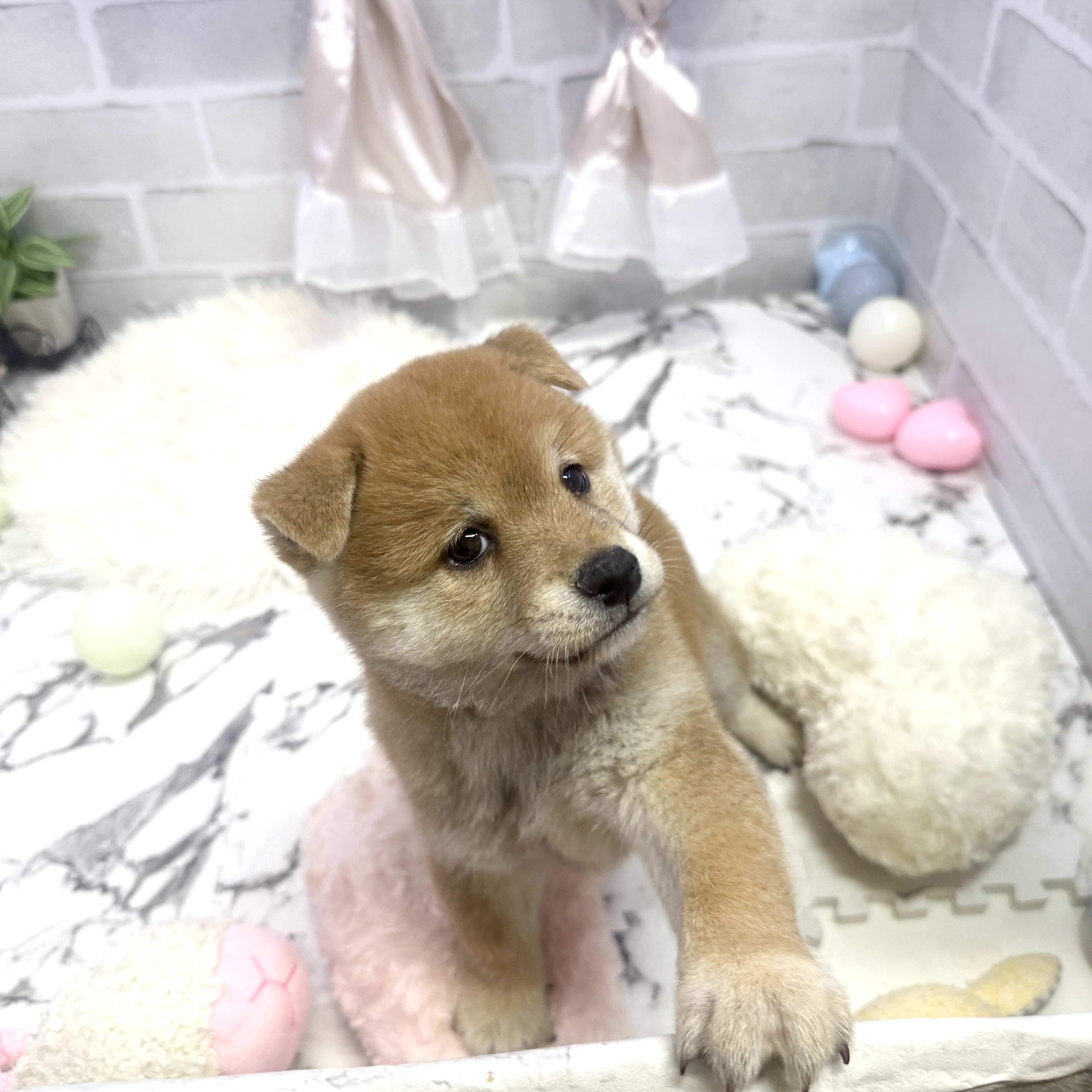 愛知県の柴犬(標準サイズ) (犬の家＆猫の里岡崎店/2025年6月3日生まれ/男の子/赤)の子犬の1枚目の画像