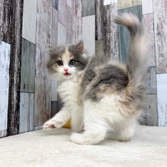 静岡県のマンチカン (犬の家＆猫の里マークイズ静岡店/2025年6月2日生まれ/女の子/ダイリュートキャリコ)の子猫の2枚目の画像