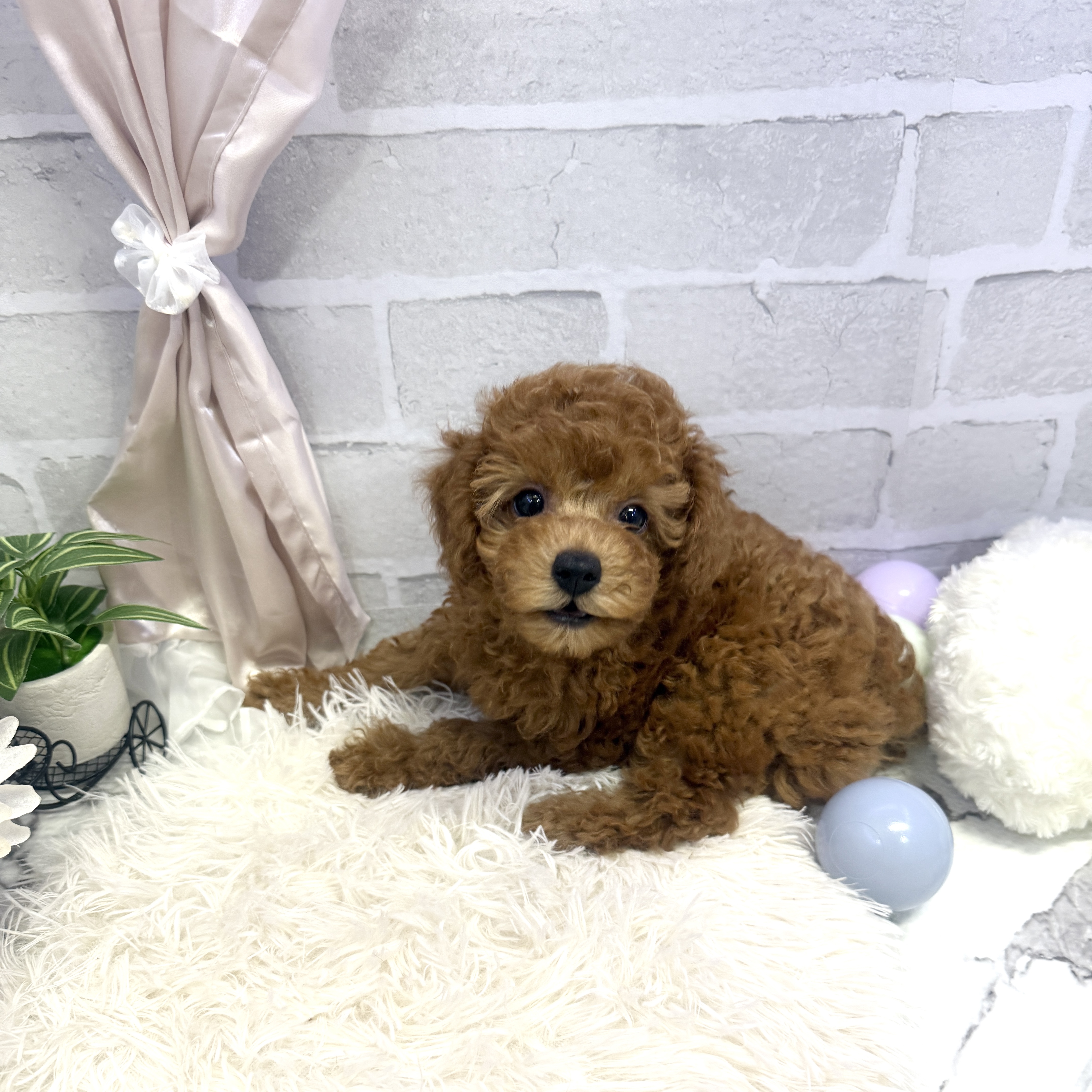 愛知県のトイプードル(トイ) (犬の家＆猫の里岡崎店/2025年5月30日生まれ/女の子/レッド)の子犬の2枚目の画像