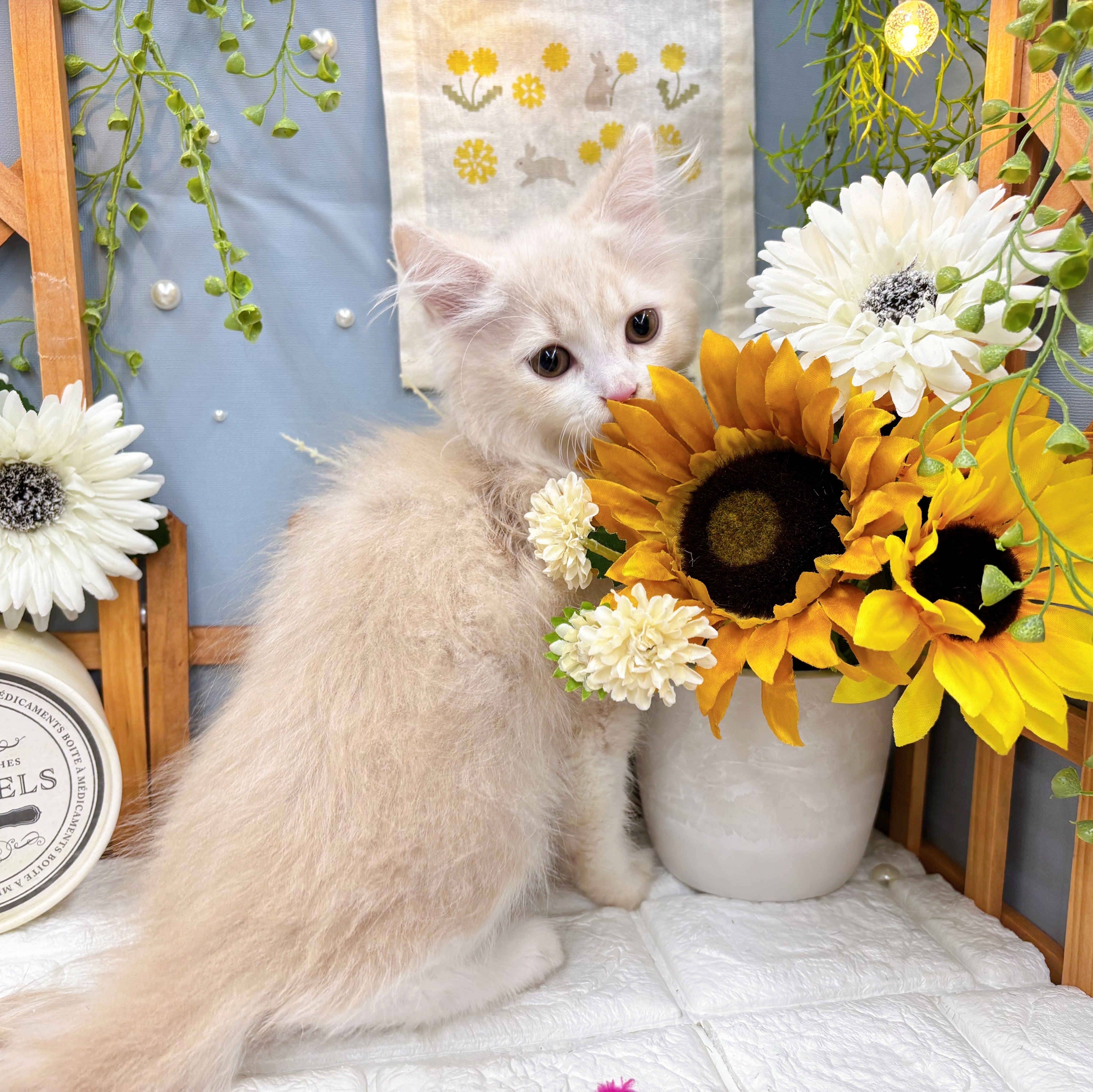 千葉県のマンチカン (犬の家＆猫の里ワンズモール稲毛店/2025年6月2日生まれ/男の子/クリームタビーホワイト)の子猫の2枚目の画像