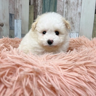 静岡県のポメプー(ポメラニアン×プードル) (犬の家＆猫の里マークイズ静岡店/2025年6月1日生まれ/女の子/ホワイト)の子犬の2枚目の画像