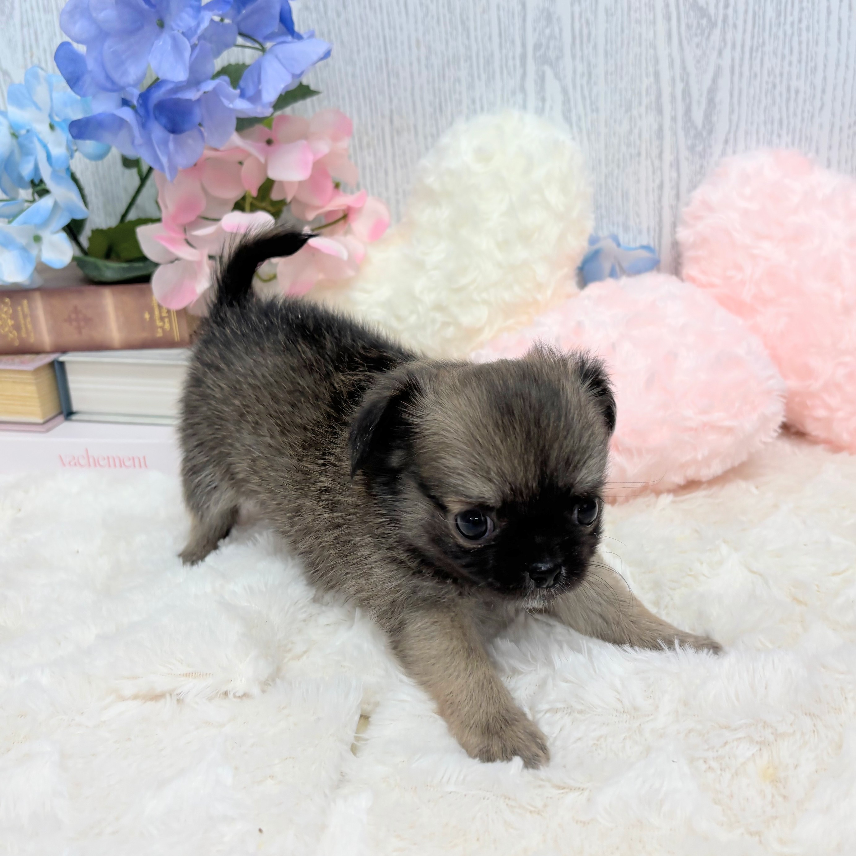 神奈川県のチワワ(ロング) (犬の家＆猫の里相模原店/2025年6月3日生まれ/男の子/セーブル)の子犬の2枚目の画像