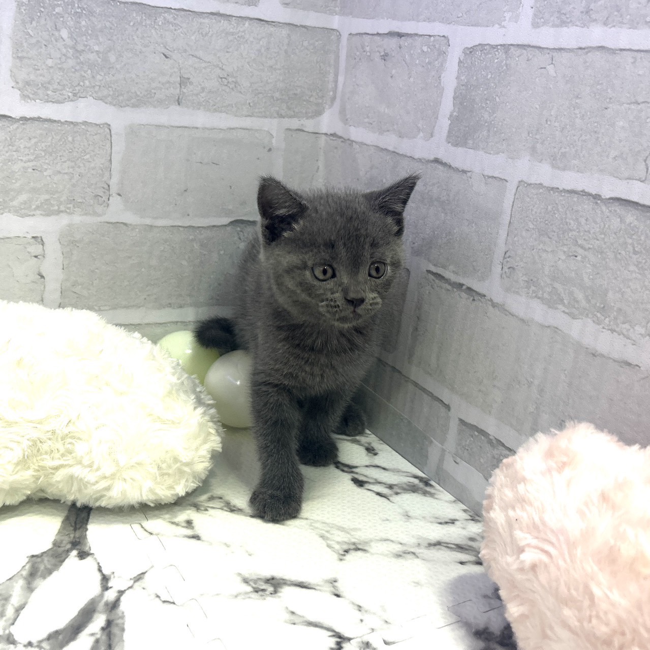 愛知県のブリティッシュショートヘアー (犬の家＆猫の里岡崎店/2025年6月3日生まれ/男の子/ブルー)の子猫の2枚目の画像