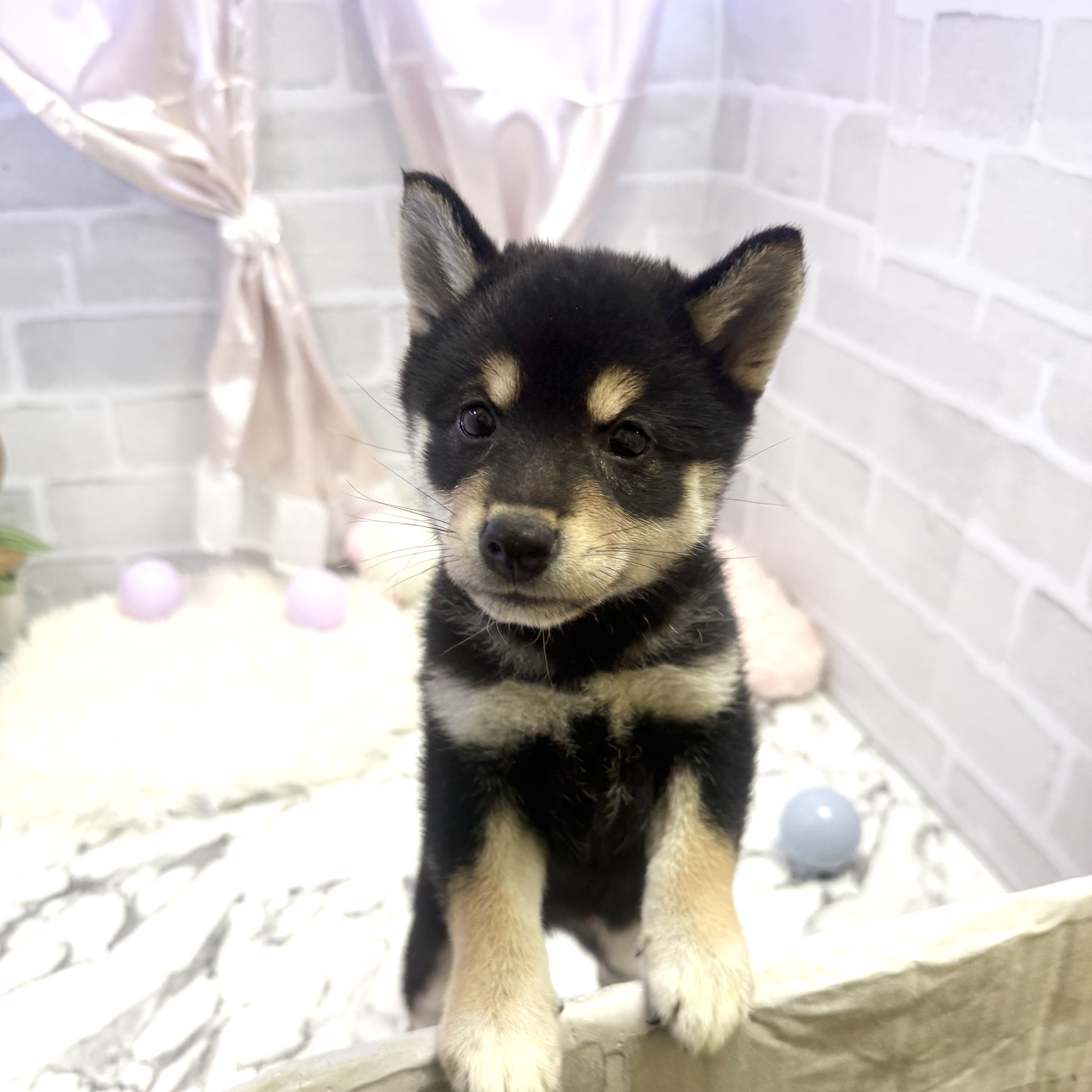 愛知県の柴犬(標準サイズ) (犬の家＆猫の里岡崎店/2025年6月2日生まれ/女の子/黒)の子犬の2枚目の画像