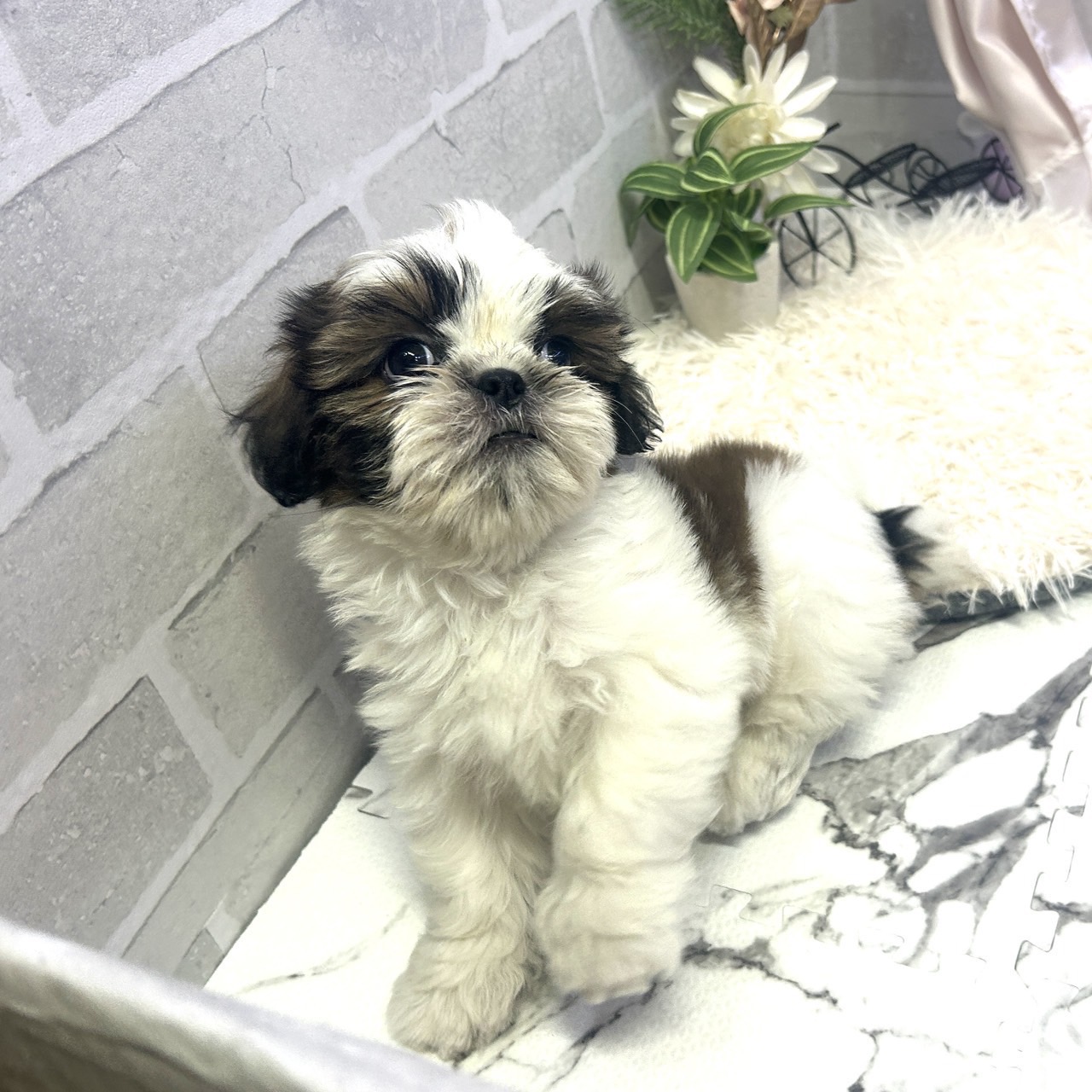 愛知県のシーズー (犬の家＆猫の里岡崎店/2025年6月1日生まれ/女の子/ホワイトゴールド)の子犬の2枚目の画像