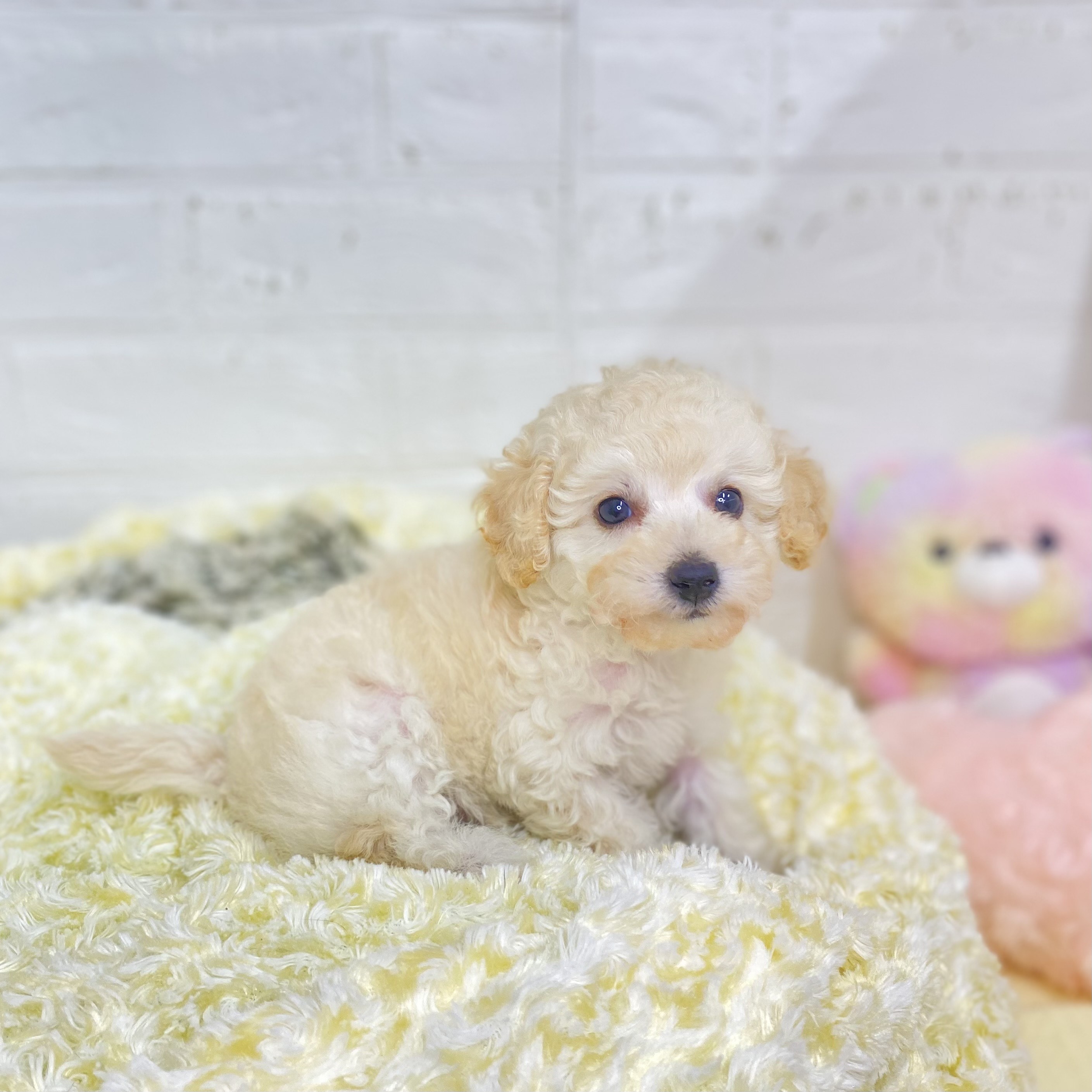 長野県のタイニープードル (犬の家＆猫の里長野店/2025年5月31日生まれ/女の子/クリーム)の子犬の2枚目の画像