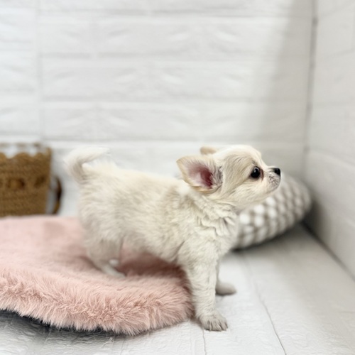 静岡県のチワワ(ロング) (犬の家＆猫の里プレ葉ウォーク浜北店/2025年6月2日生まれ/女の子/ホワイトクリーム)の子犬の2枚目の画像
