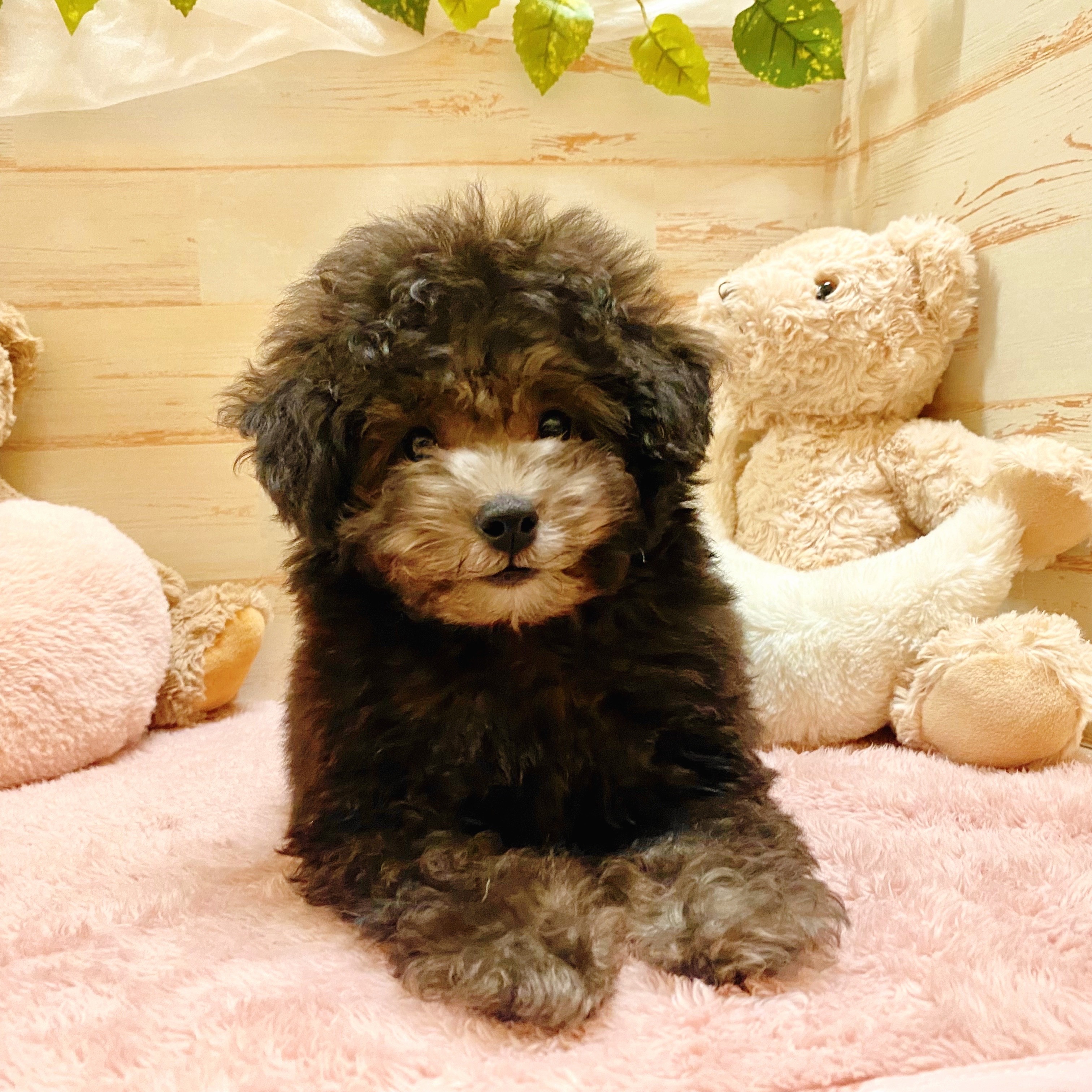 兵庫県のトイプードル(トイ) (犬の家＆猫の里神戸店/2025年6月3日生まれ/男の子/シルバー)の子犬の1枚目の画像