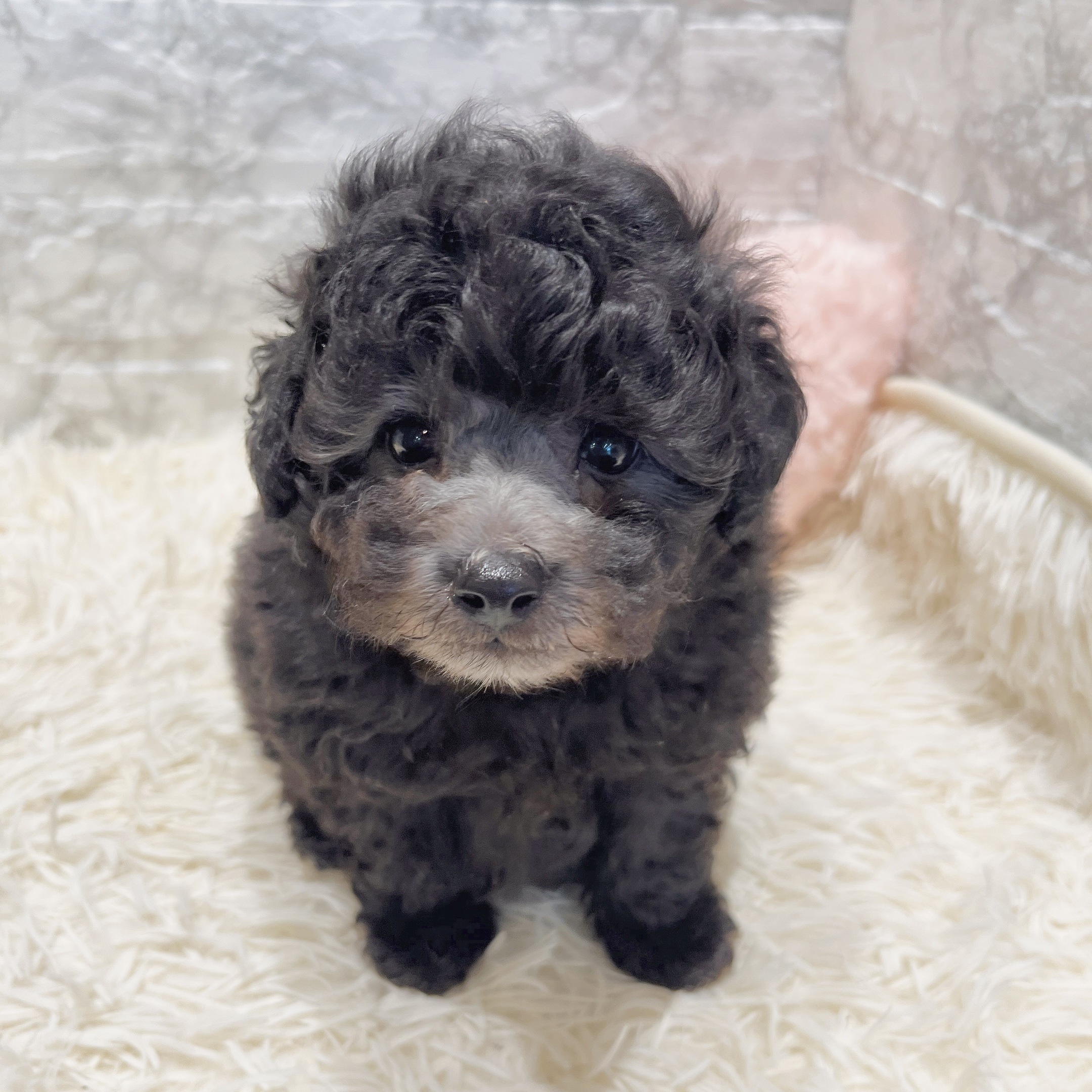 愛知県のトイプードル(トイ) (犬の家＆猫の里MiO香久山店/2025年6月3日生まれ/男の子/シルバー)の子犬の1枚目の画像