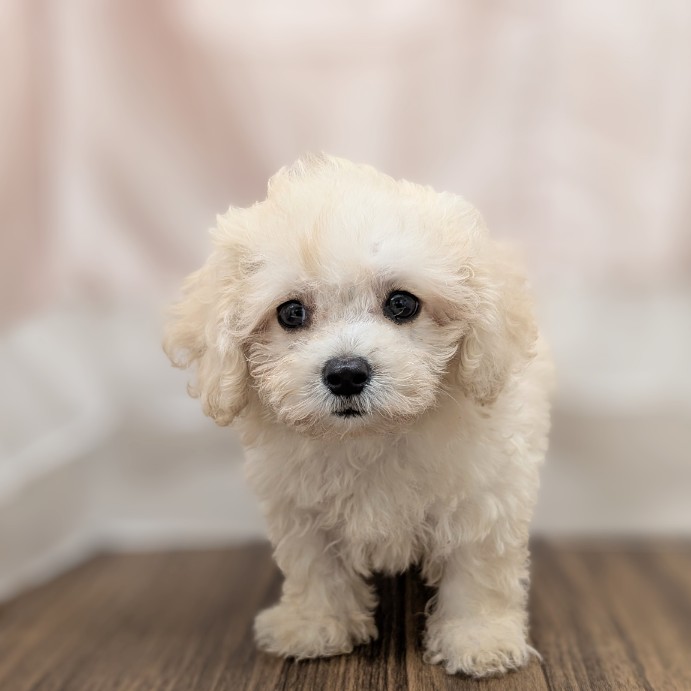 兵庫県のマルプー(マルチーズ×プードル) (犬の家＆猫の里カナート西神戸店/2025年6月2日生まれ/男の子/クリーム)の子犬の2枚目の画像