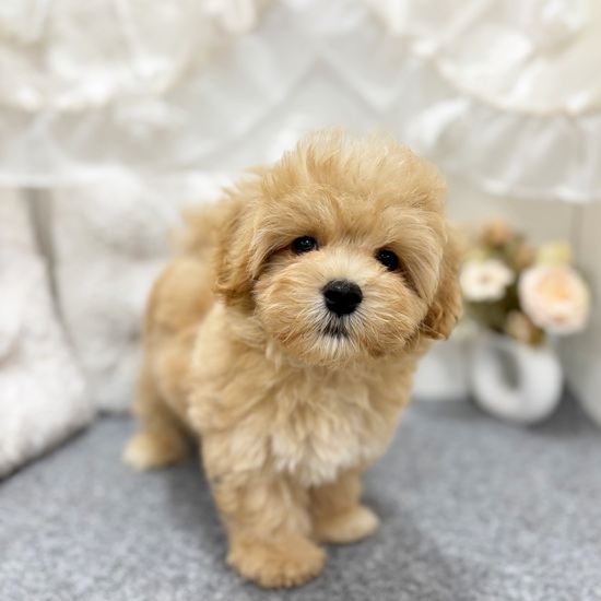 岐阜県のマルプー(マルチーズ×プードル) (犬の家＆猫の里カラフルタウン岐阜店/2025年6月2日生まれ/男の子/アプリコット)の子犬の2枚目の画像