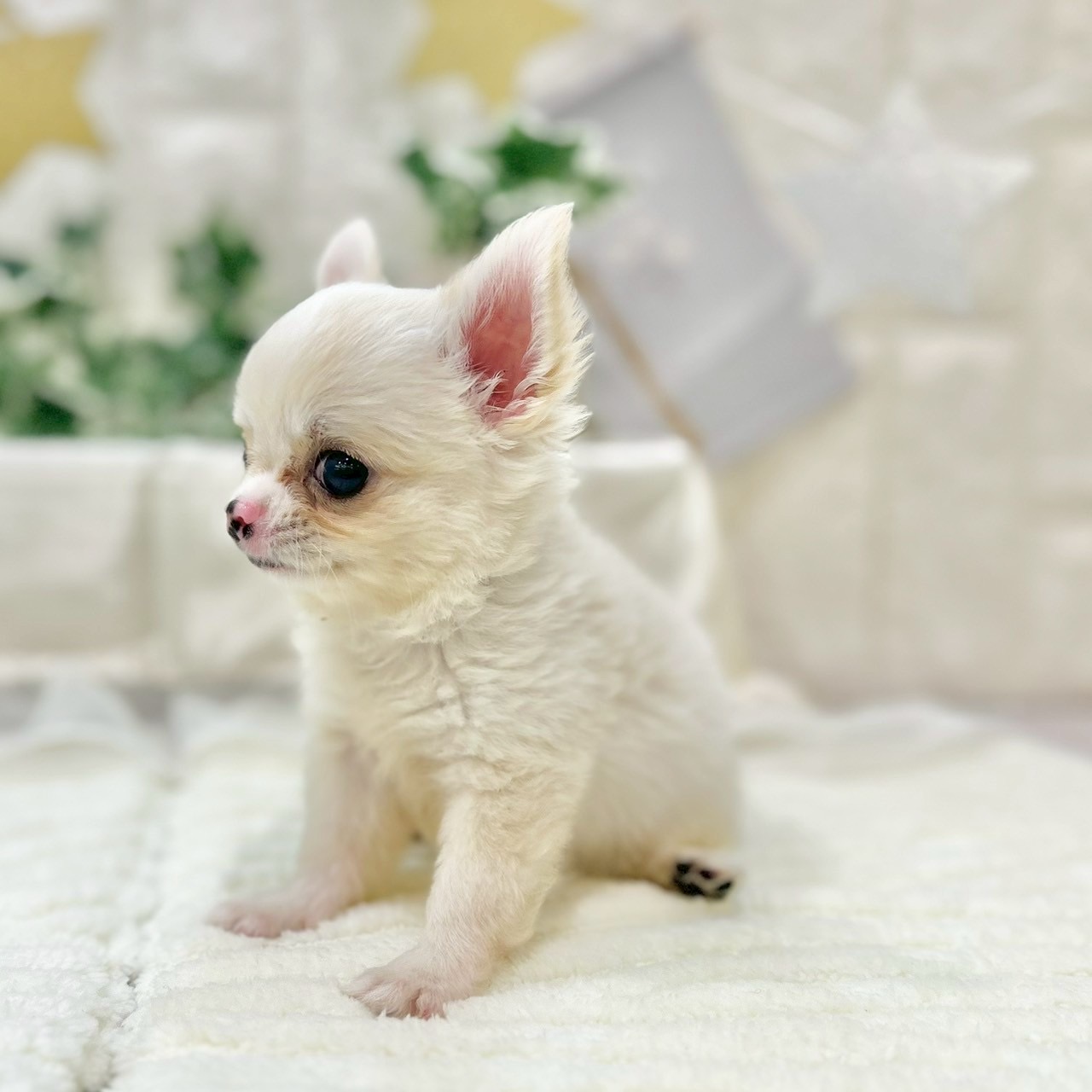 岡山県のチワワ(ロング) (犬の家＆猫の里倉敷店/2025年6月3日生まれ/男の子/クリームホワイト)の子犬の2枚目の画像