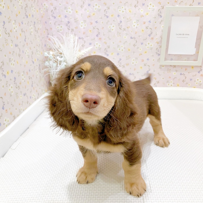 石川県のミニチュアダックスフンド(ロング) (犬の家＆猫の里金沢店/2025年6月4日生まれ/女の子/ブラウンタン)の子犬の1枚目の画像