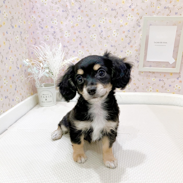 ハーフ犬女の子の写真