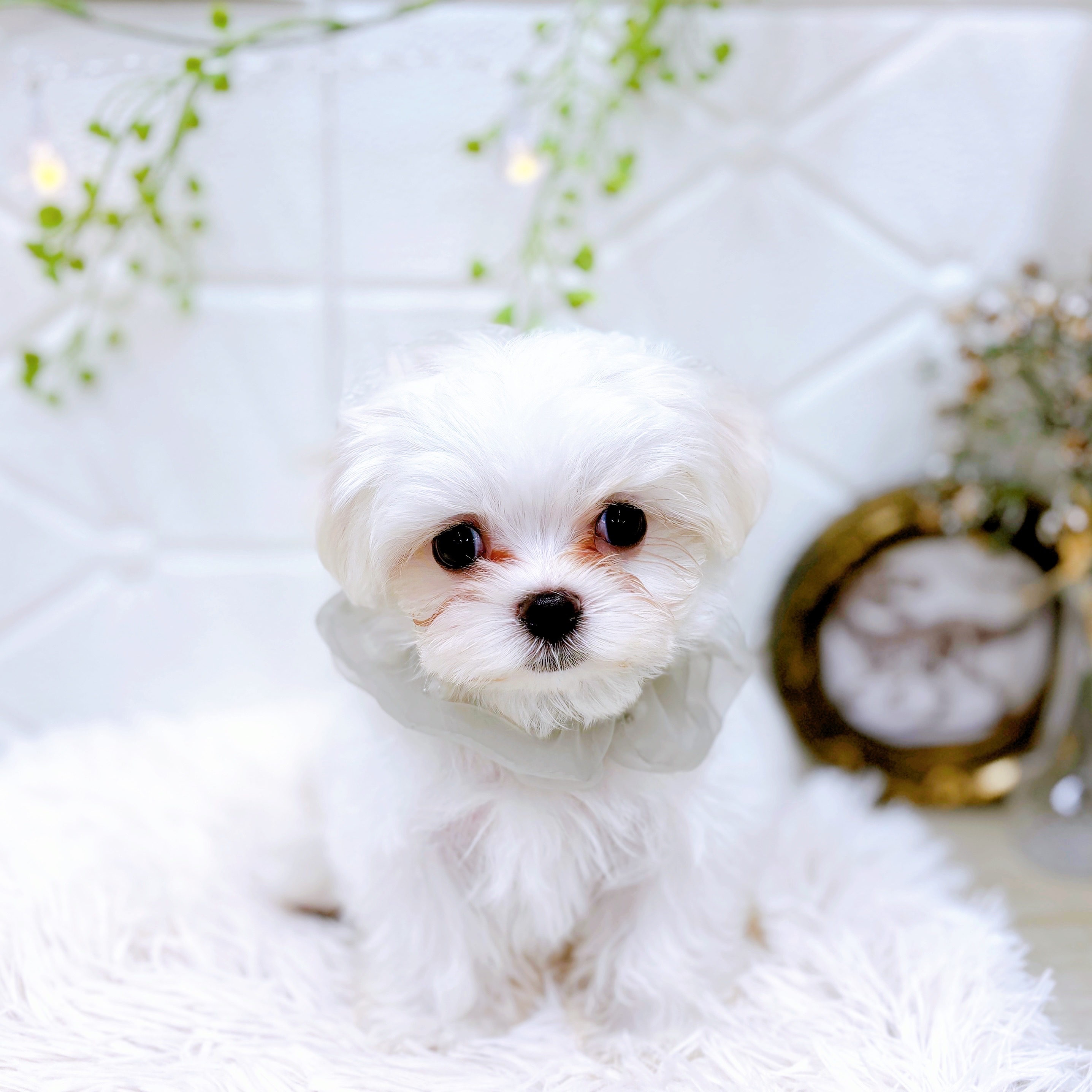 福井県のマルチーズ (犬の家＆猫の里アミーゴ福井店/2025年6月4日生まれ/男の子/ホワイト)の子犬の2枚目の画像