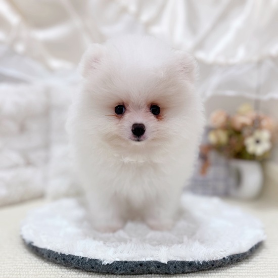 岐阜県のポメラニアン (犬の家＆猫の里カラフルタウン岐阜店/2025年6月3日生まれ/男の子/ホワイト)の子犬の1枚目の画像