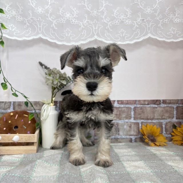 愛知県のミニチュアシュナウザー (犬の家＆猫の里碧南店/2025年6月3日生まれ/男の子/ソルトペッパー)の子犬の1枚目の画像