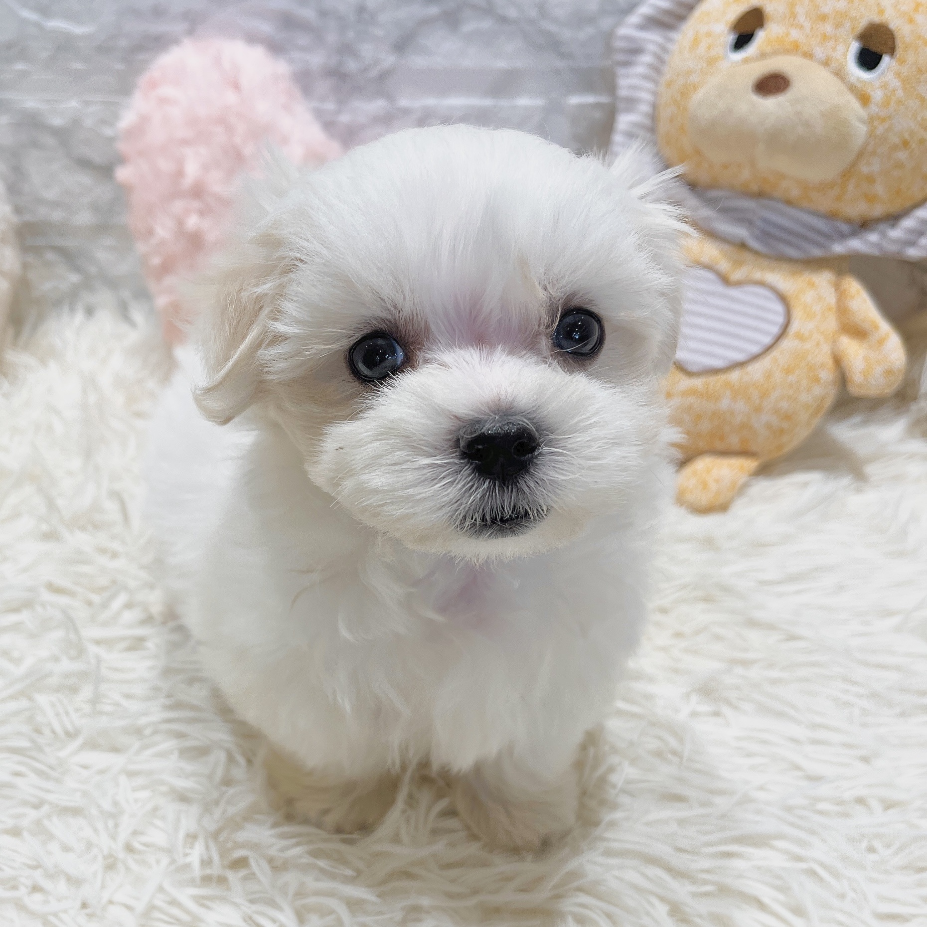 愛知県のマルチーズ (犬の家＆猫の里MiO香久山店/2025年6月2日生まれ/女の子/ホワイト)の子犬の1枚目の画像