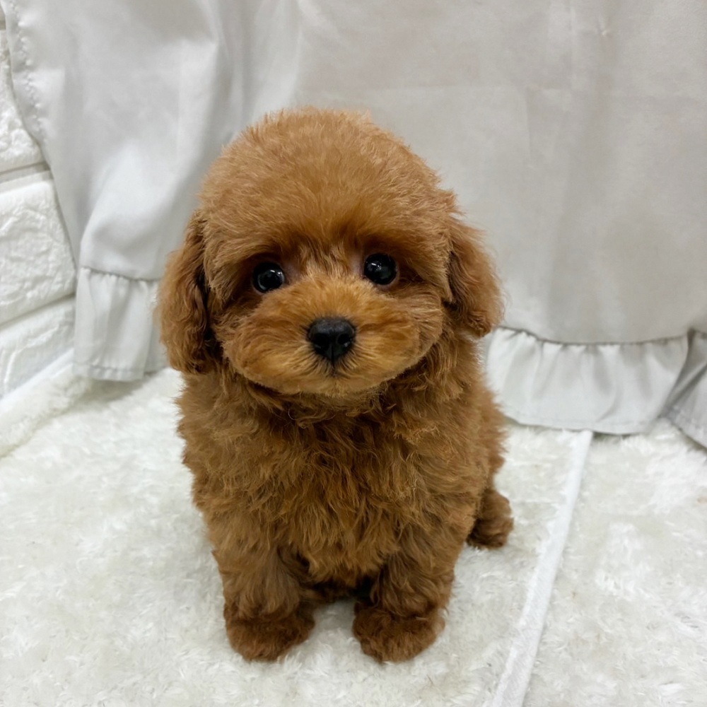 愛知県のタイニープードル (犬の家＆猫の里アミーゴ神の倉店/2025年6月3日生まれ/男の子/レッド)の子犬の2枚目の画像