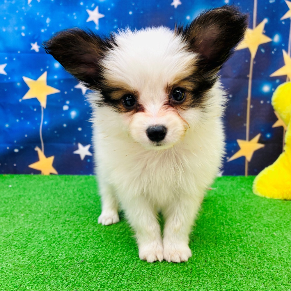 愛知県のパピヨン (犬の家＆猫の里名古屋天白店/2025年6月1日生まれ/男の子/ホワイトブラウン)の子犬の2枚目の画像